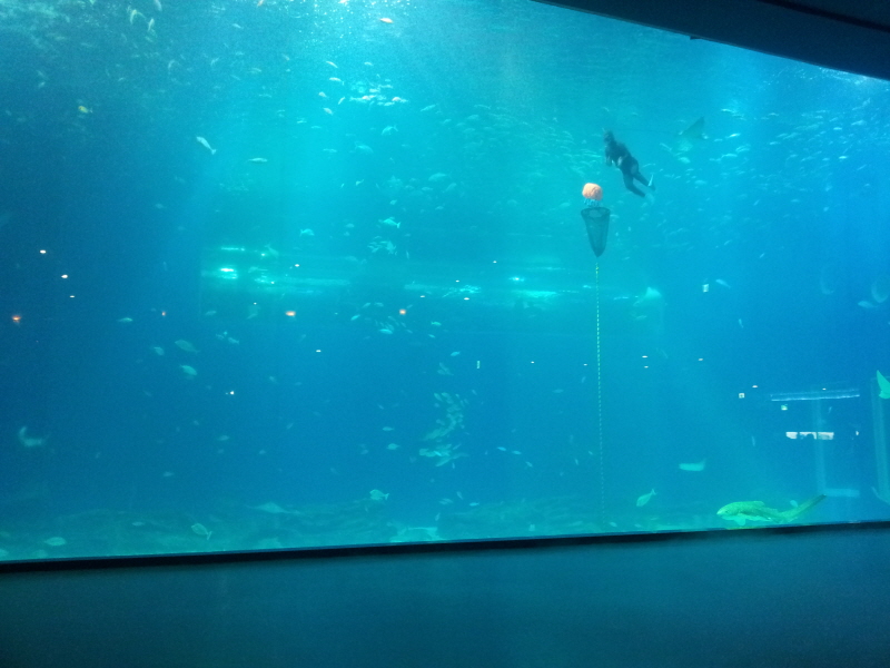 아시아 최대의 아쿠아 플래닛? (Hit:4033)