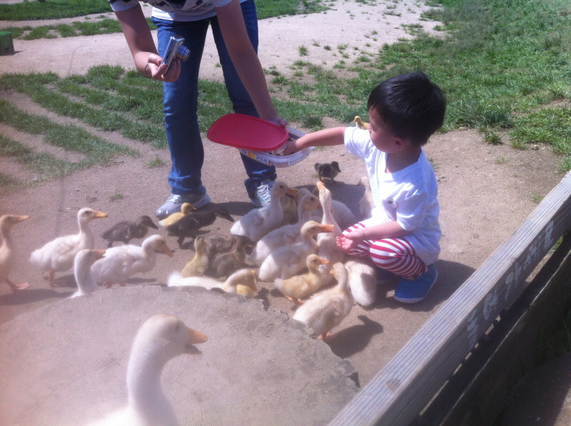 동물들과 친해진 동하 (Hit:3832)