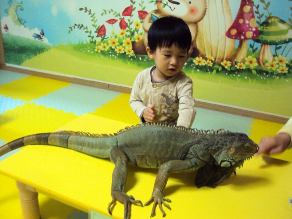 이구아나 (Hit:4104)